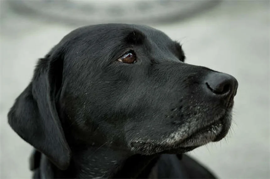 犬の口腔嚢胞とは？知らなきゃ危険！未萌出歯のリスク