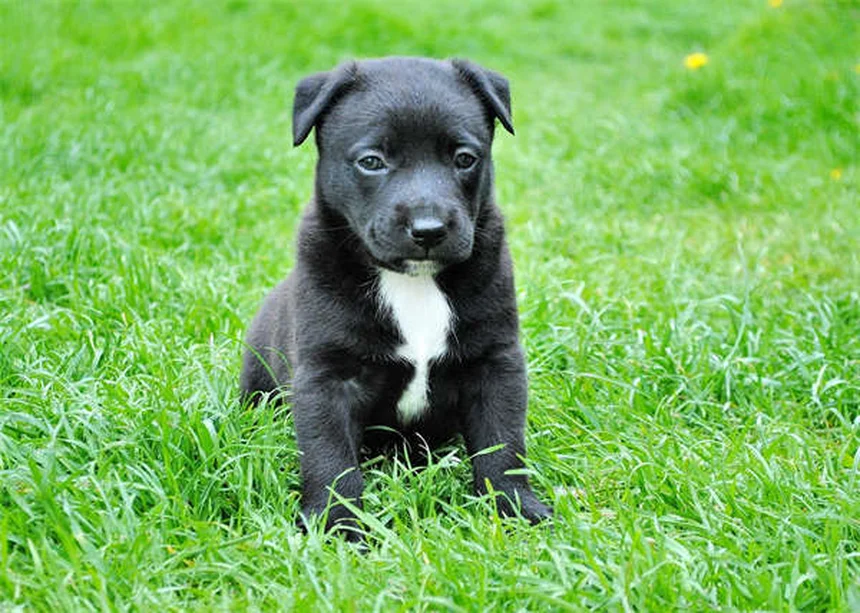 犬をほめるだけでしつけが劇的に変わる！ポジティブ強化の実践法