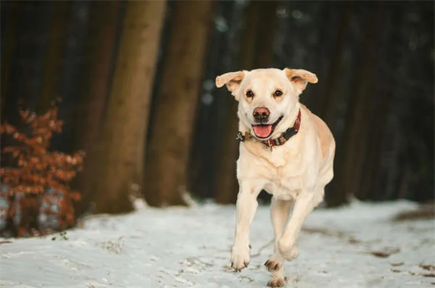 良いブリーダーの見つけ方と迎え入れ準備！子犬・子猫を迎える前に