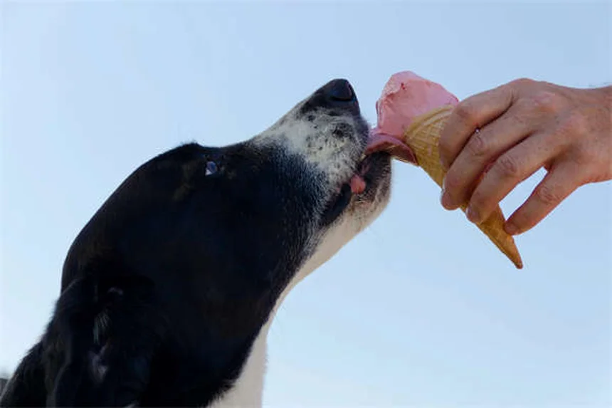 犬の睾丸腫瘍の症状・治療法・予防法を獣医師が解説｜見逃しやすいサインと完治の可能性