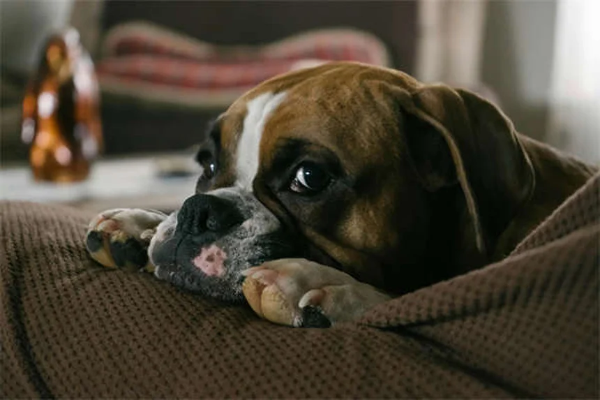 犬の散歩がもっと楽しくなる！健康効果もアップする8つのコツ