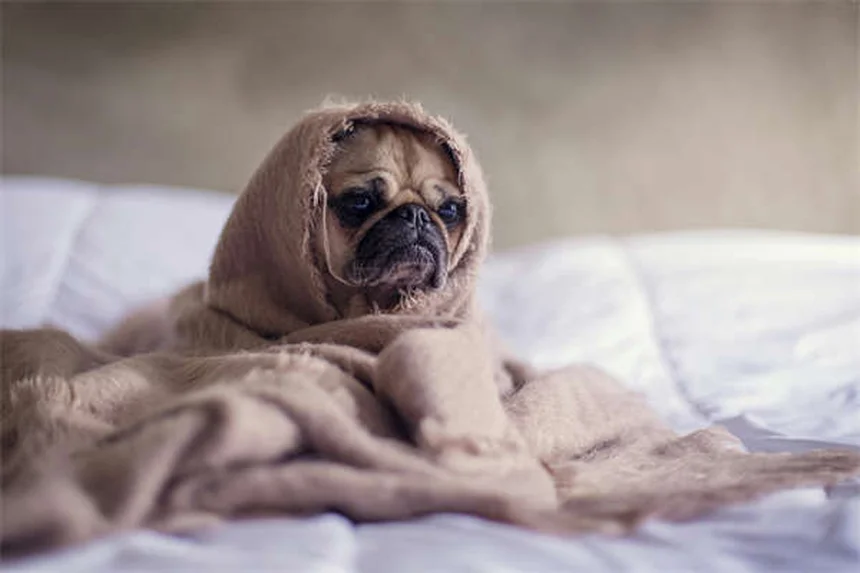 フィラリアは他の犬や人に感染する？予防とリスクの真実