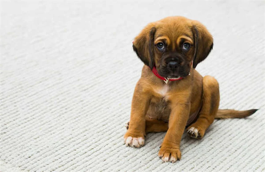 犬の変形性関節症に効くGalliprant！副作用が少ない理由とは