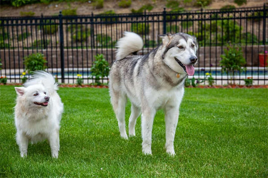犬のダンス始め方とコツ｜初心者でもできる3ステップ