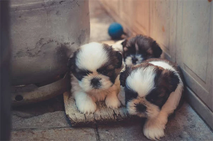 犬のダンス始め方とコツ｜初心者でもできる3ステップ