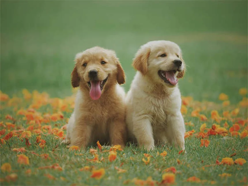 犬の涙やけの原因と正しいケア方法｜毎日の習慣で改善する完全ガイド