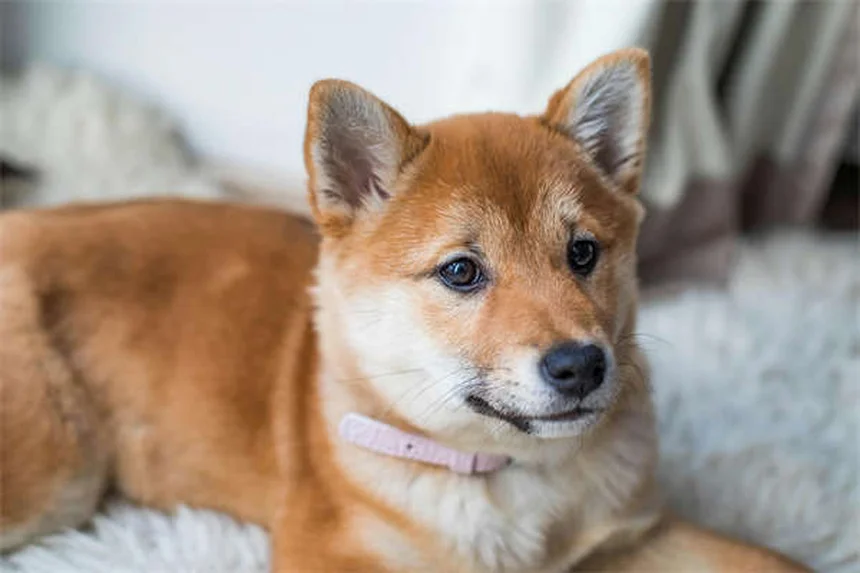 もう悩まない！子犬のトイレトレーニング成功法
