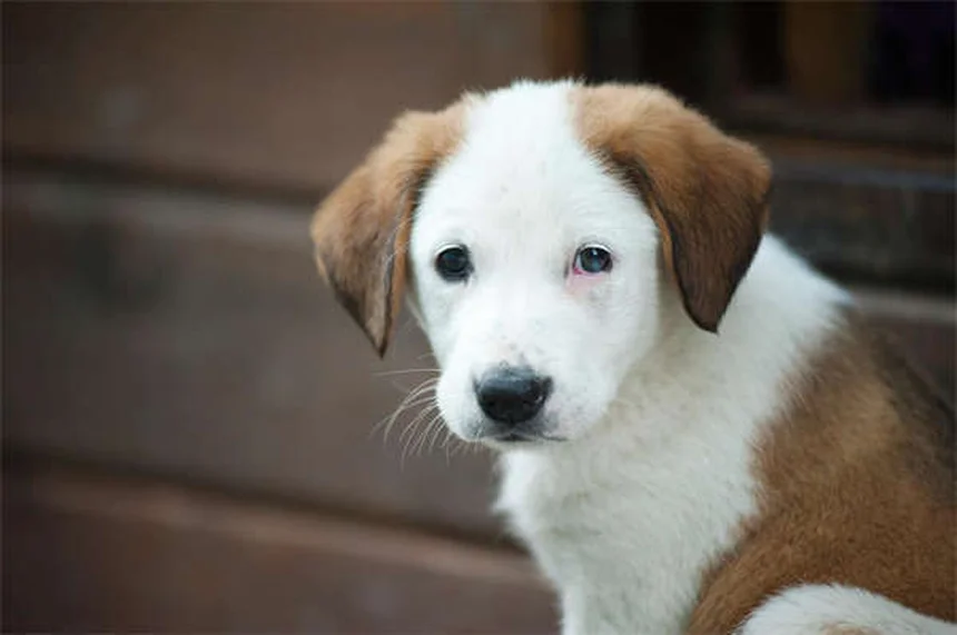 もう悩まない！子犬のトイレトレーニング成功法