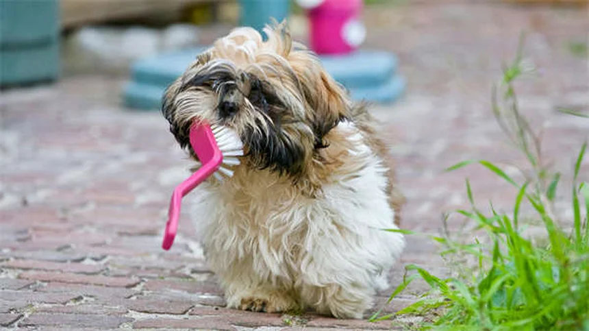 犬の歯茎の色と状態で健康チェック！危険サインを見逃さない方法