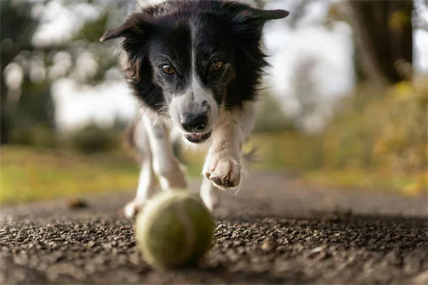 犬の歯茎の色と状態で健康チェック！危険サインを見逃さない方法