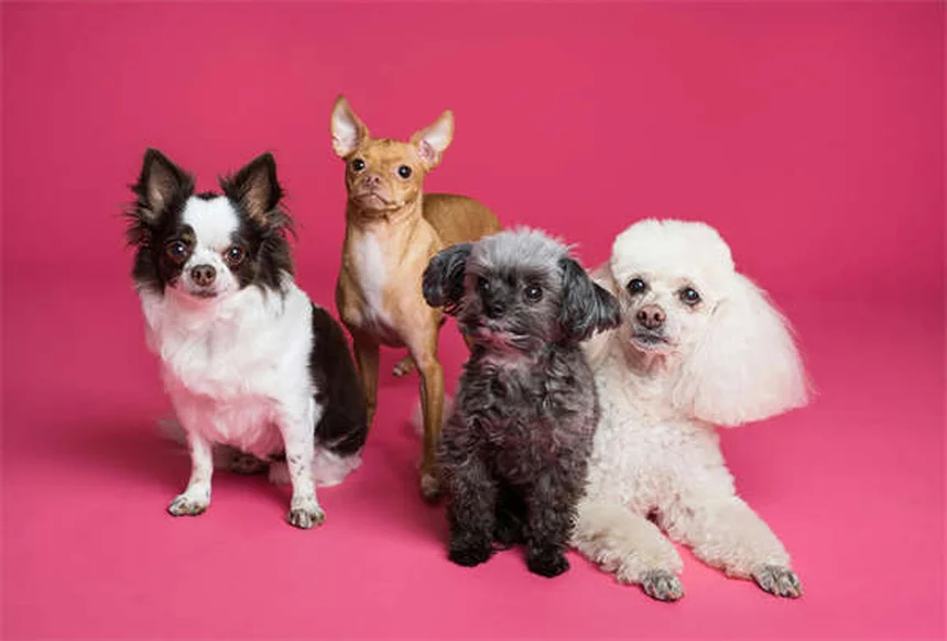 猫派でも飼いやすい！猫みたいな性格の犬種8選