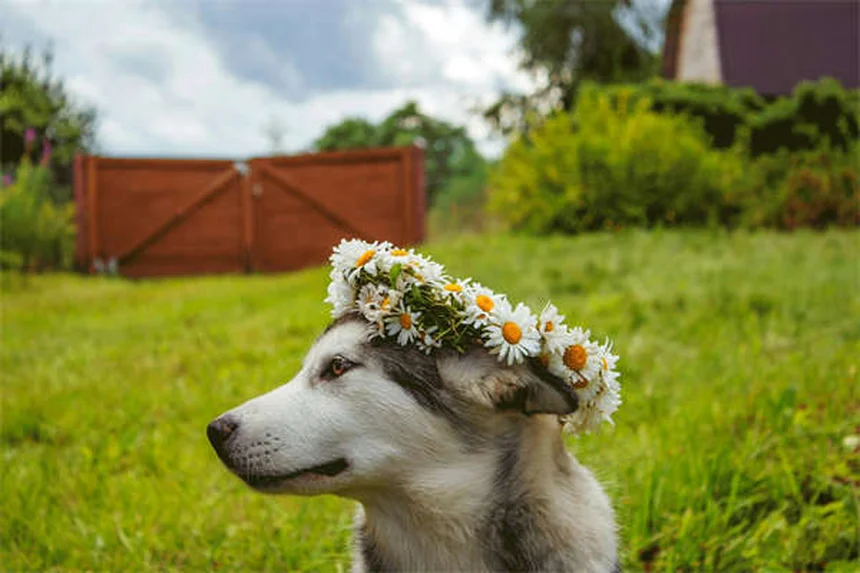 猫派でも飼いやすい！猫みたいな性格の犬種8選