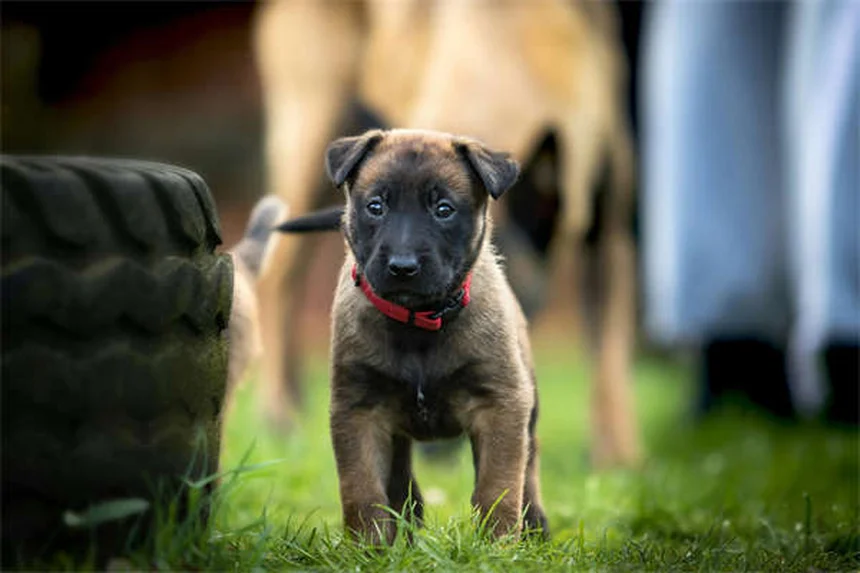 子犬のクレート泣き、原因と正しい対処法を経験者が解説