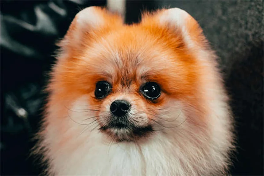 愛犬のベッドに潜む危険な微生物、画像で見る清潔化の極意