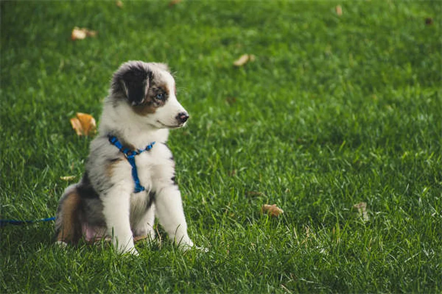 犬にイブプロフェンは絶対NG！その理由と安全な痛み止め