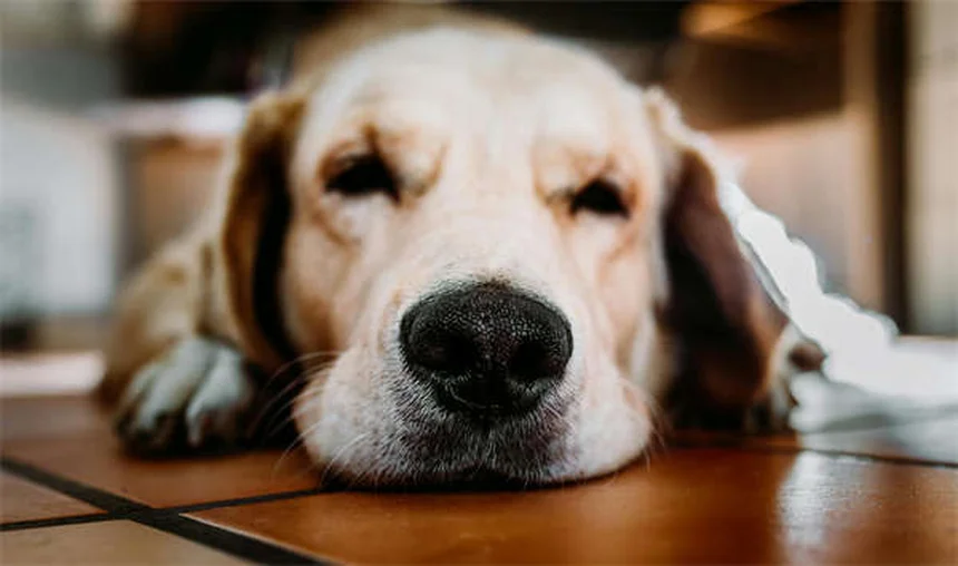 犬の唾液の真実とは？知らないと怖いアレルギーや感染リスクを徹底解説