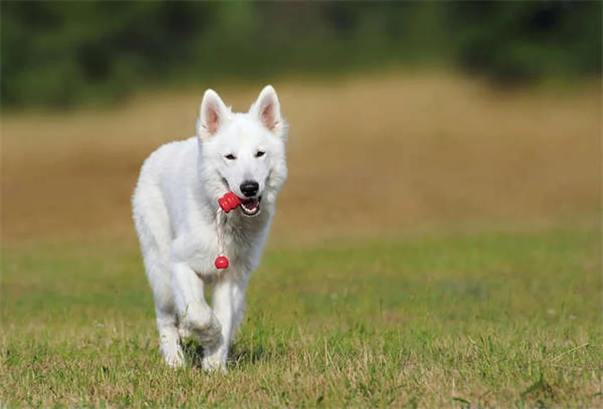 犬の唾液の真実とは？知らないと怖いアレルギーや感染リスクを徹底解説