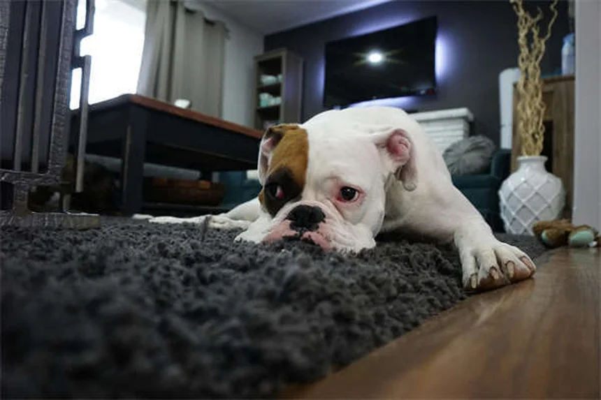犬の寝相でわかる！愛犬の心理と健康状態をチェックする方法