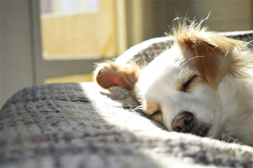あなたの愛犬は大丈夫？危険な水7種と守る方法（今すぐ対策）