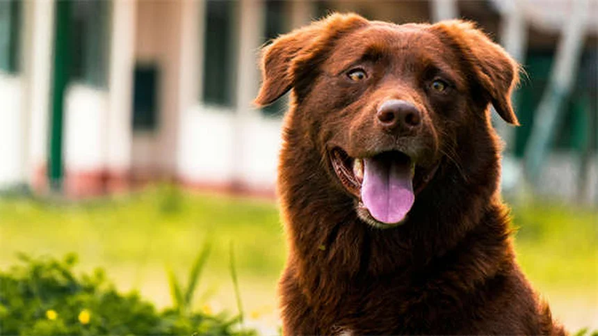 犬の性格と飼い主の性格、研究が証明する驚きの一致