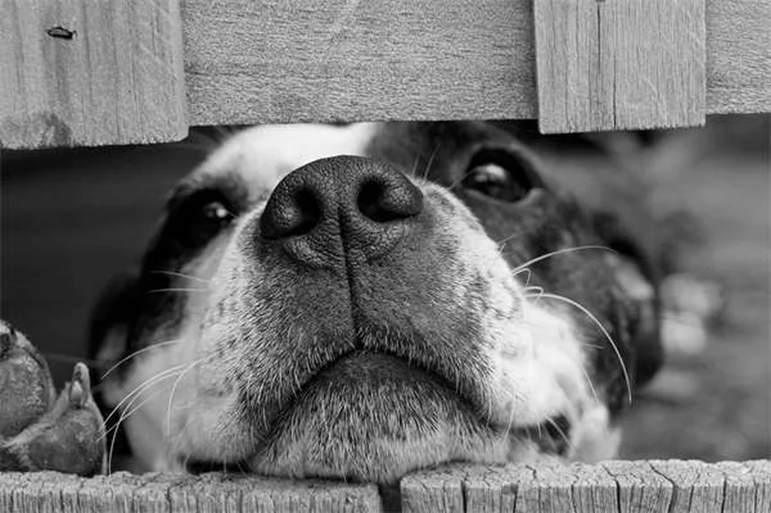 馬の生活の質を正しく測る方法とは？飼い主が知っておきたい判断基準と実践ケア