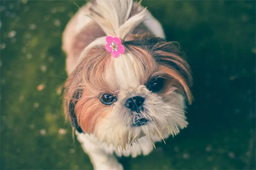 犬のソタロール：効果・副作用・正しい使い方まとめ