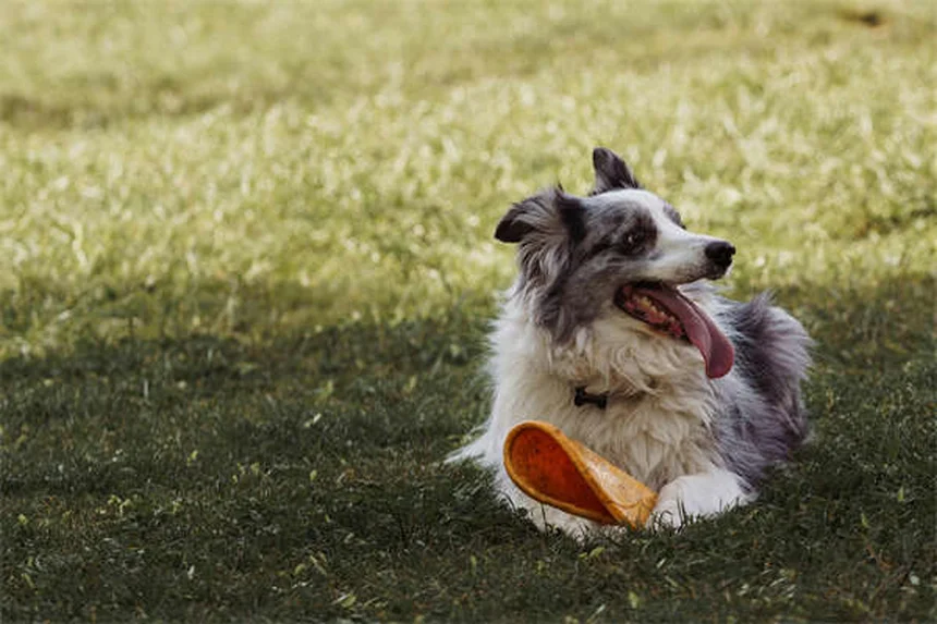 犬のソタロール：効果・副作用・正しい使い方まとめ