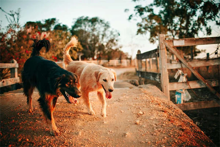 Leflunomide：犬と猫で効果が違う？獣医師が解説する使い方と注意点